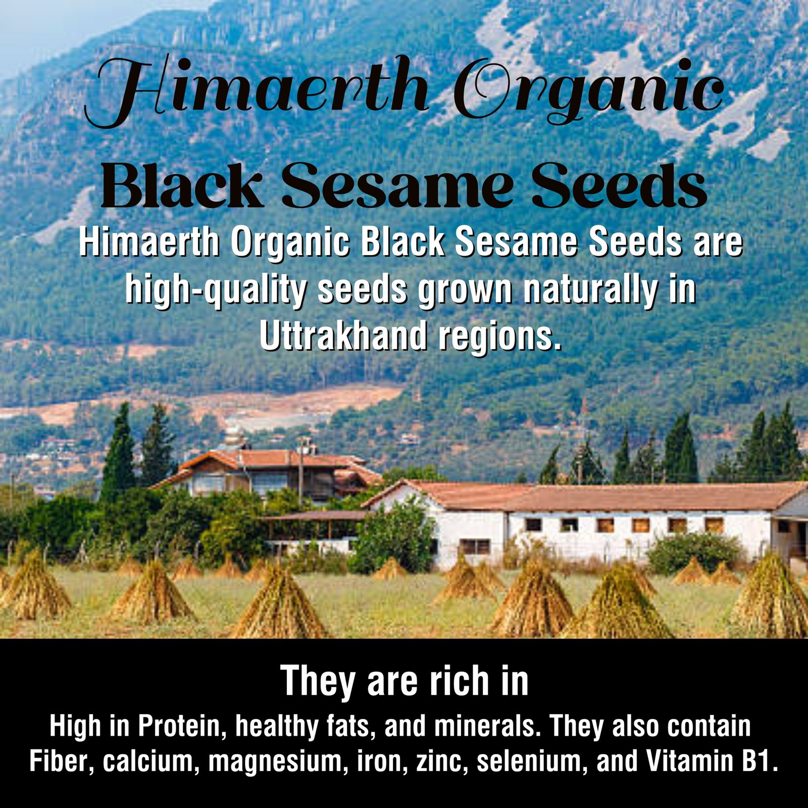 Himaearth Organic Black Sasame Seeds, Black Til, Organic Seeds, Seeds for Eating, 100% Natural & Clean, Kaale Til - Image 3