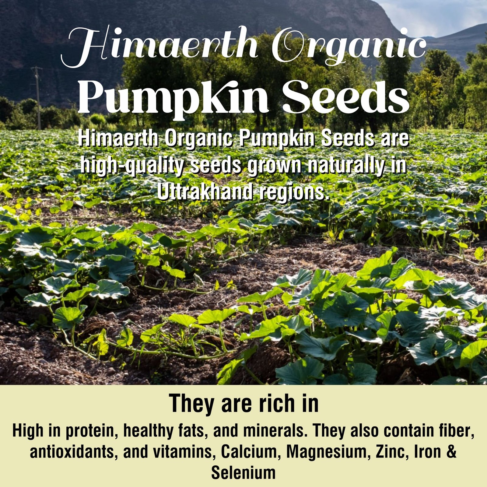 Himaearth Organic Raw Pumpkin Seeds from Uttarakhand, 100% Organic Raw Pumpkin Seeds for Eating | Immunity Booster and Protein Rich Seeds | Healthy Diet Snacks | Weight Management | Rich in Fibre - Image 7