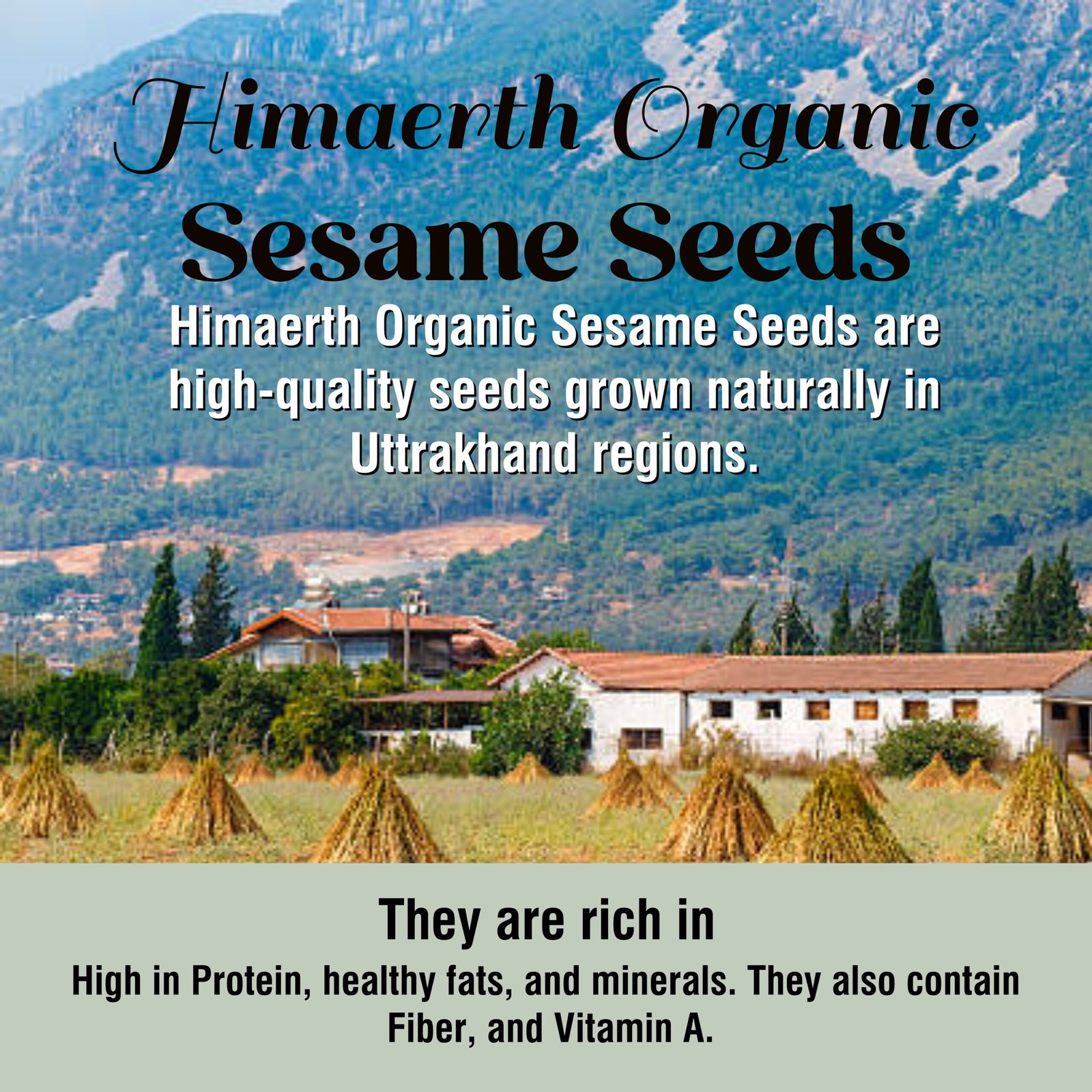 Himaearth Organic White Sesame Raw Seeds, From Uttarakhand Hills, 100% Natural Seeds, Edible Seeds, white til - Image 6